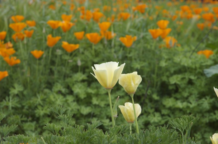 215343140_146ce8ac_California+Poppy.jpg